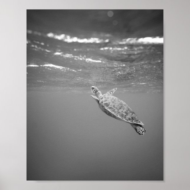 Poster Turtle Sea Life noir et blanc (Devant)