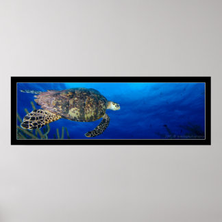 Poster Turtle Seascape