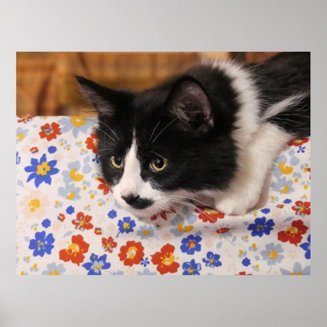 Poster Tuxedo (Devant)