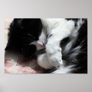 Poster Tuxedo Cat Art Cute Pink Nose Kitty Cats Art