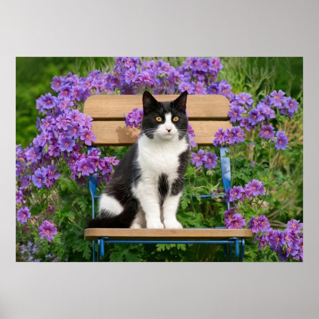 Poster Tuxedo cat sitting on a garchair with flowers (Devant)