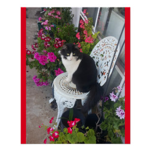 Poster Tuxedo Chat Cute Jolie Fleurs Chats Carte d'Annive