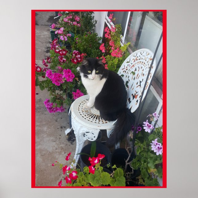 Poster Tuxedo Chat mignonne avec de jolies fleurs Chats n (Devant)