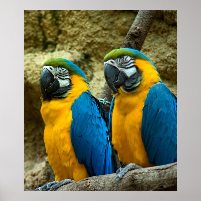 Poster Twin Beaks (Devant)