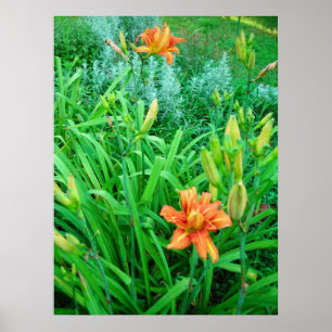 Poster Twin Daylilies et Artemesia