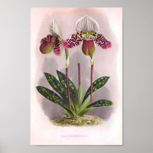 Poster Twin Purple Orchids Vintage Cypripedium Moensianum
