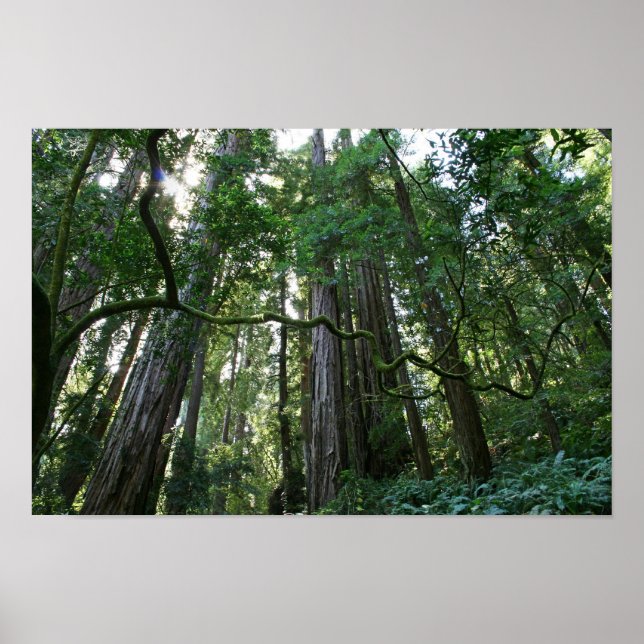 Poster "Twist", Muir Woods (Devant)
