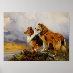 Poster Two Collies Above A Lake