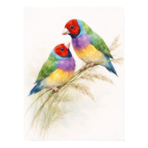 Two Colorful Gouldian Finch Birds