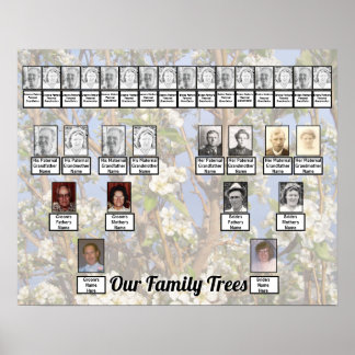 Poster Two Family Trees on White Blossoms Photo    