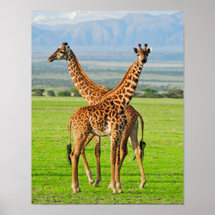 Poster Two Giraffes