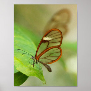 Poster Two Glass winged butterflies