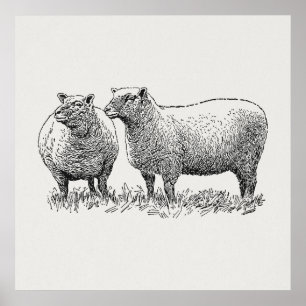 Poster Two Sheep Illustrated Art