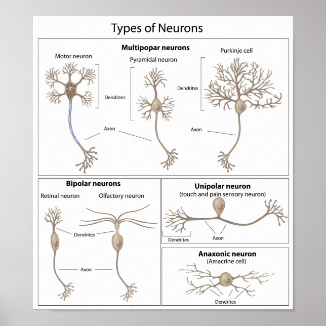 Poster Types d'affiche Neuron (Devant)