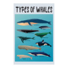 Types De Baleines Variété Mammifère Océanique