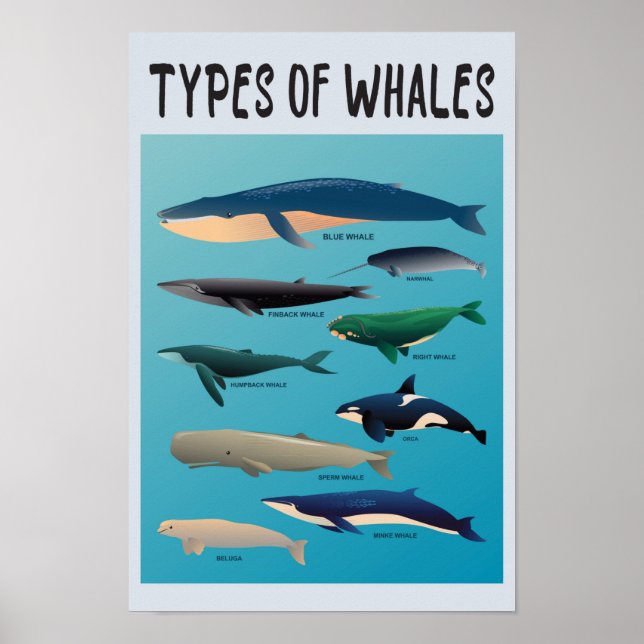 Poster Types De Baleines Variété Mammifère Océanique (Devant)