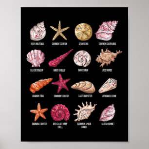 Poster Types De Coquillages Plage Bombardement Conque Mer