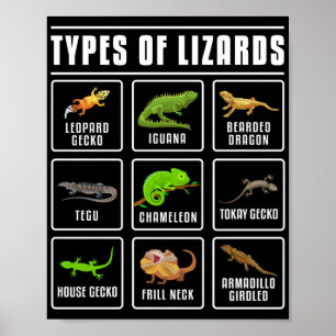 Poster Types de lézards Lizard Reptiles
