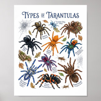 Poster Types de tarentules aquarelle Art araignée
