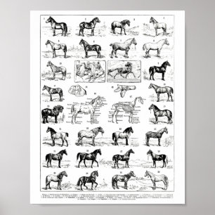 Poster Types vintages De Chevaux Cheval Élevage Horseback