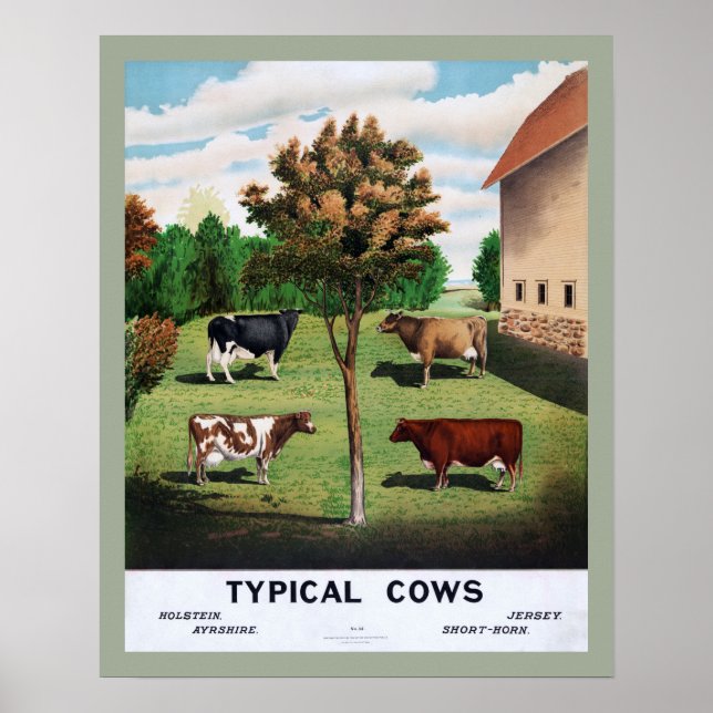 Poster typique des vaches (Devant)