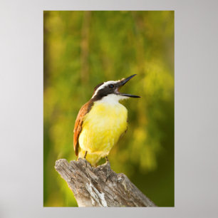 Poster Tyran quiquivi chantant depuis son perchoir
