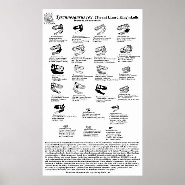 Poster Tyrannosaurus rex (Devant)