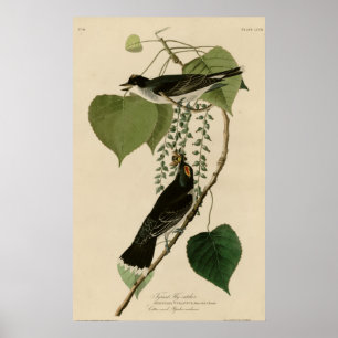 Poster Tyrant Fly-catcher