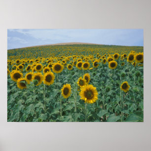 Poster UE, France, Provence, champ de tournesol