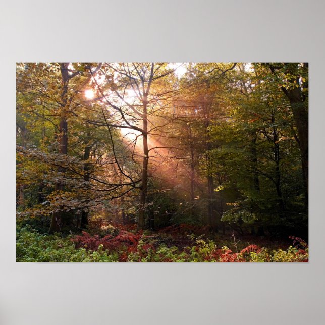 Poster UK. Forêt de Dean. Faisceau de soleil pénétrant un (Devant)