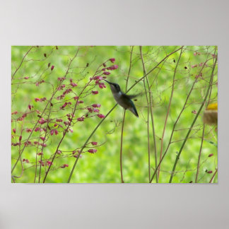 Poster Un ami d'été