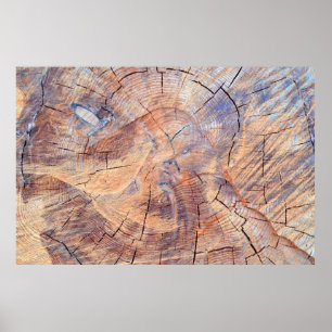 Poster Un arbre coupé. Bois de bois dans les bois. Textur