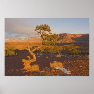 Poster Un arbre de Juniper Juniperus dans l'Utah