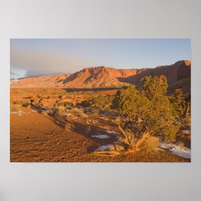 Poster Un arbre de Juniper Juniperus (Utah Juniperus oste (Devant)