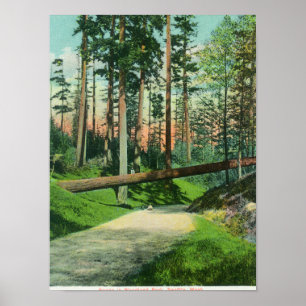Poster Un arbre tombé sur la scène du parc Woodland