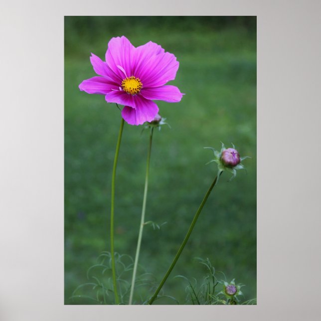 Poster Un aster mexicain (Devant)