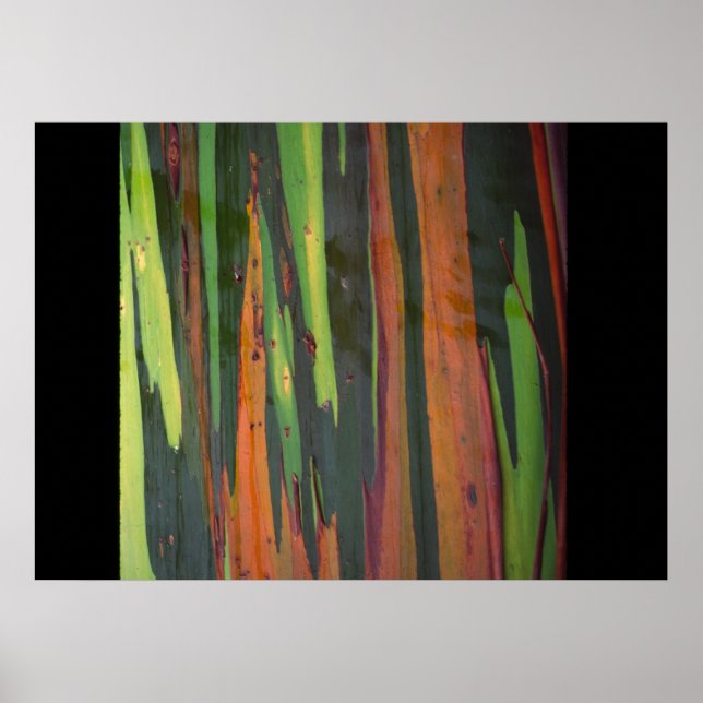 Poster Un autre eucalyptus arc-en-ciel (Devant)