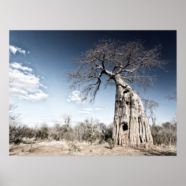 Poster Un baobab dans le parc national de Mana Pools Phot (Devant)