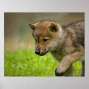 Poster Un bébé loup