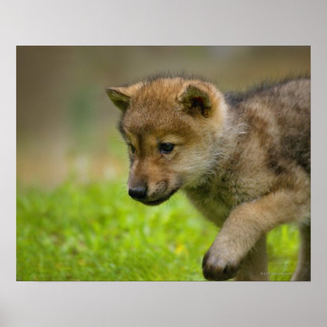Poster Un bébé loup (Devant)