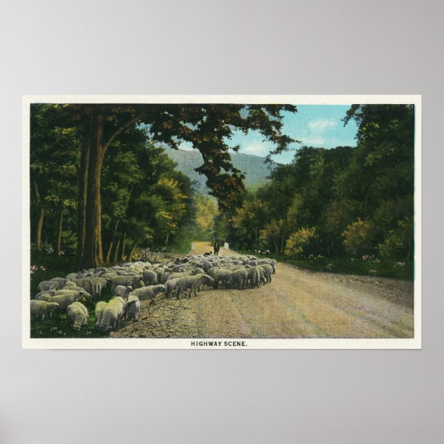 Poster Un berger menant des moutons sur une route du Main (Devant)