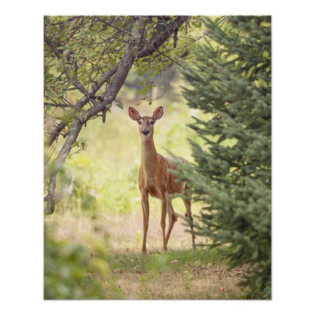 Poster Un cerf solitaire  (Devant)