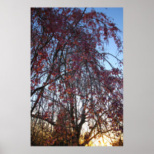 Poster Un cerisier en fleurs au printemps