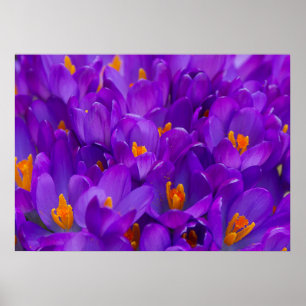 Poster Un champ de crocus violets