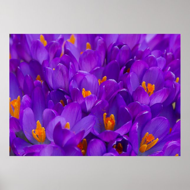 Poster Un champ de crocus violets (Devant)