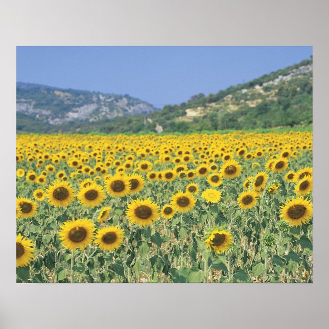 Poster un champ de tournesols (Devant)