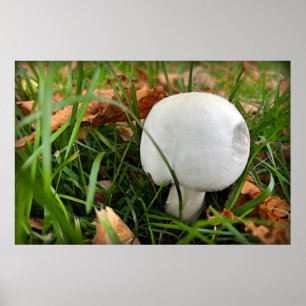 Poster Un champignon mordu