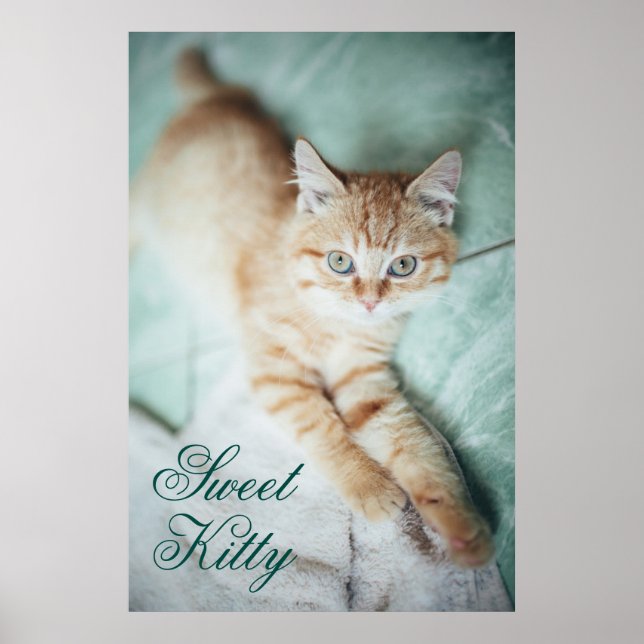 Poster Un Chaton En Couleur Dorée En Bas (Devant)