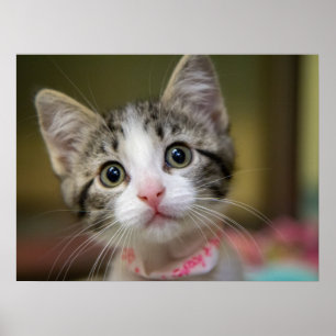 Poster Un chaton mignon aux yeux verts
