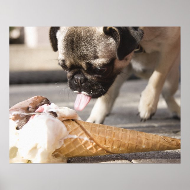 Poster Un chien mange une glace sur un trottoir (Devant)